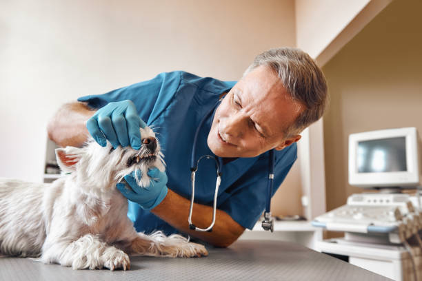 Best Emergency Wisdom Teeth Removal in Whiteville, TN